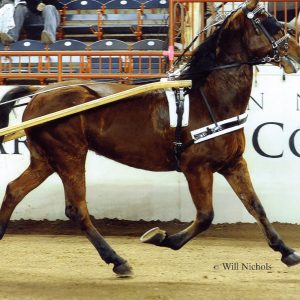 Standard-bred Driving Harness